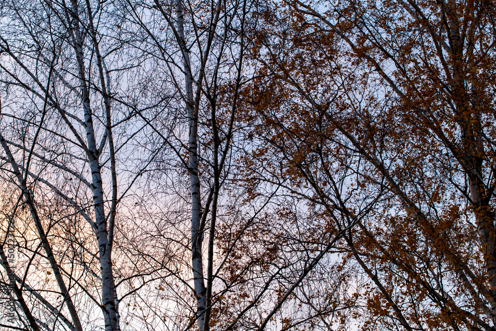 bare trees during sunset after leaf fall bare trees during sunset after leaf fall