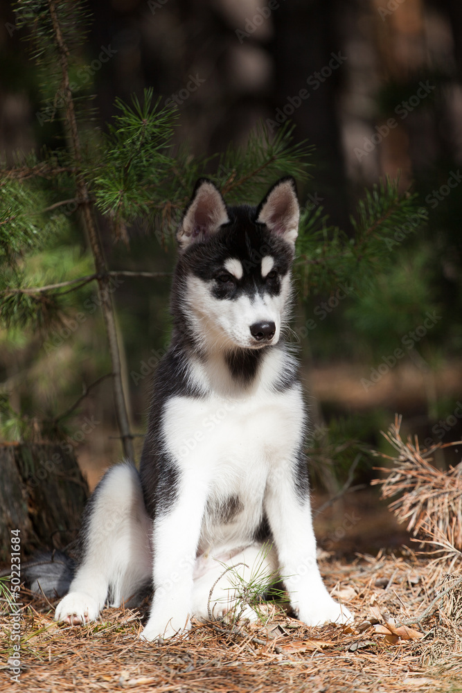 Black and white Siberian Husky puppy in the forest