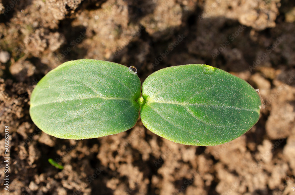 Cucumber sprouts in the garden, seedlings in the farm garden, top view. Young seedling of fresh cucumber, top view. Seedlings of cucumbers sprout, close-up. Cucumber seedling close-up, top view. Cucumber sprouts in the garden, seedlings in the farm garden, top view. Young seedling of fresh cucumber, top view. Seedlings of cucumbers sprout, close-up. Cucumber seedling close-up, top view.