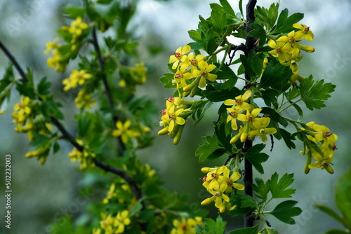Flowers and buds of the golden currant on a bush