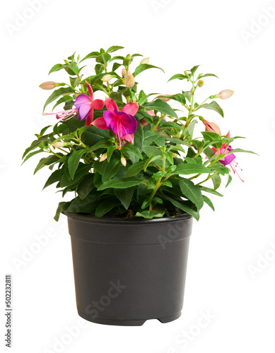 Blooming fuchsia flower growing in flower pot isolated on white background with clipping path