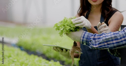 Asian farm owner and workers inspect hydroponic vegetables in a large nursery. Caring for vegetables to have good quality and environmentally friendly produce. modern agricultural technology