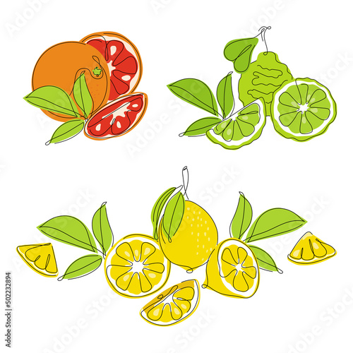 Set of collection orange, lemon, bergamot, lime and grapefruit citrus element fruits. Vector illustration collection tropical exotic food.