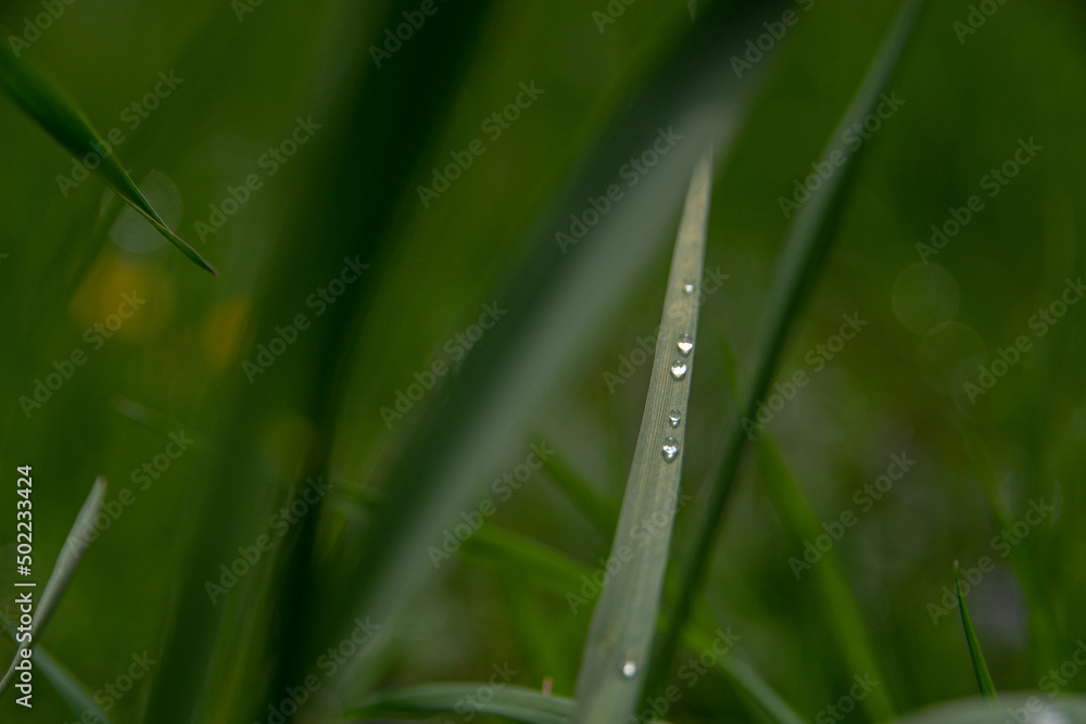 Fototapeta premium morning dew on the grass