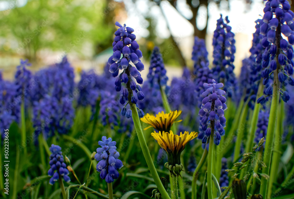 Armenian grape hyacinth, Muscari armeniacum, blue flowers Armenian grape hyacinth, Muscari armeniacum, blue flowers