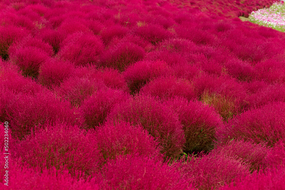 Red Bassia scoparia field in Japan park