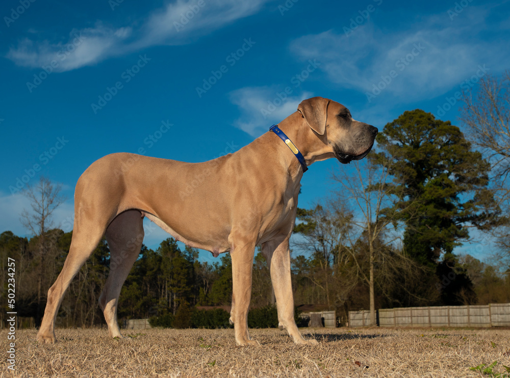 Purebred Great Dane standing on a grassy field