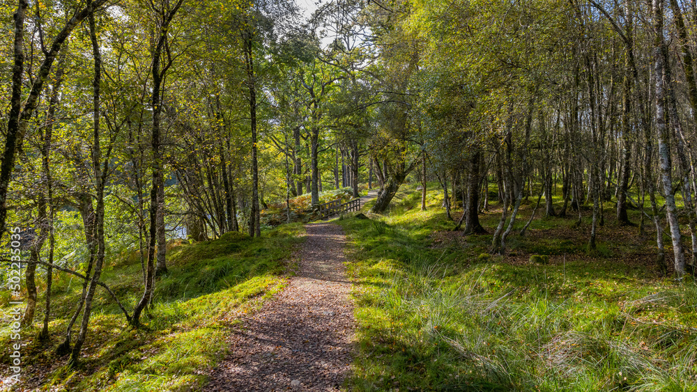 Obraz premium Spean Bridge Woodland