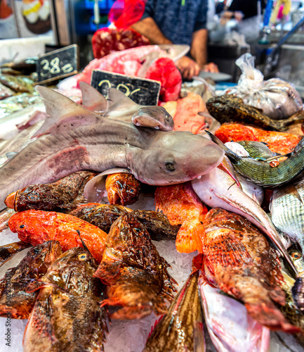 Fish market in Spain. A counter with Mediterranean fish and seafood. Shark