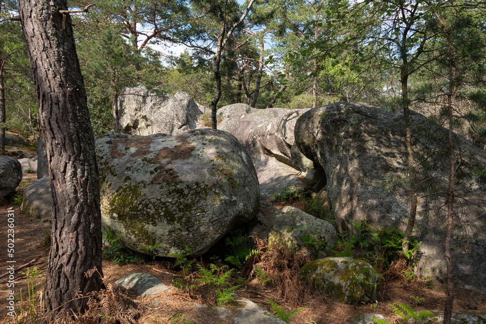 Pin sylvestre, Pinus sylvestris, Rochers, Gorges de Franchard, Forêt de Fontainebleau, Seine et Marne, 78