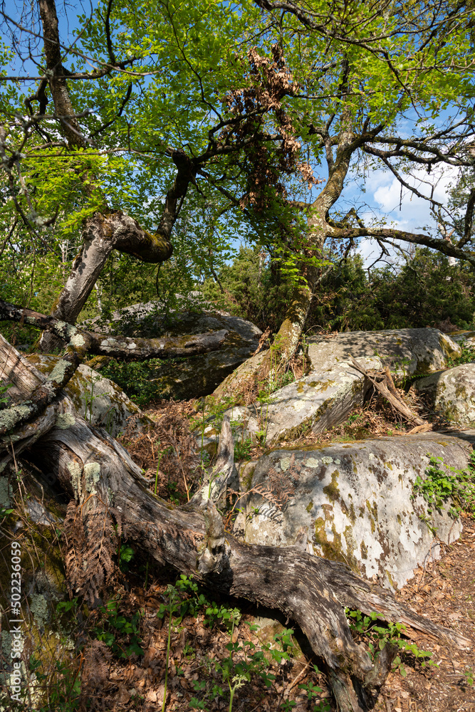 Rochers, Gorges de Franchard, Forêt de Fontainebleau, Seine et Marne, 78 Rochers, Gorges de Franchard, Forêt de Fontainebleau, Seine et Marne, 78