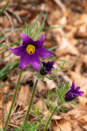 Anémone pulsatille, Anemone pulsatilla