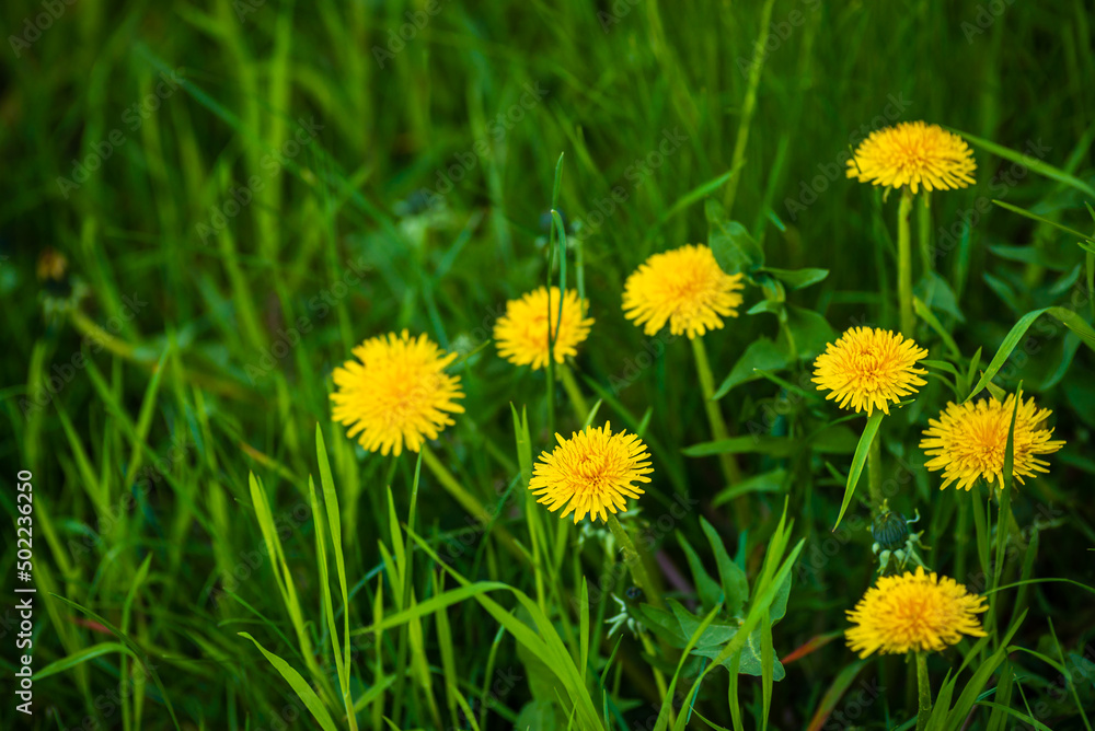 Obraz premium Beautiful flowers of yellow dandelions in nature in warm spring on meadow in sunlight, macro. Dreamy artistic image of beauty of nature.Green field Closeup of yellow spring flowers on the ground