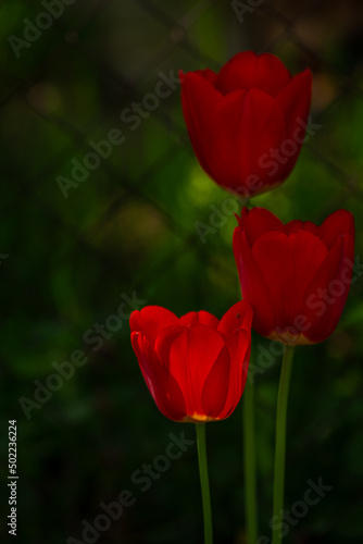 Red tulip flower close up In the natural environment in the garden, rose petals close-up, a nearby leaf selective focus, space for text, illuminated by a ray of sunshine