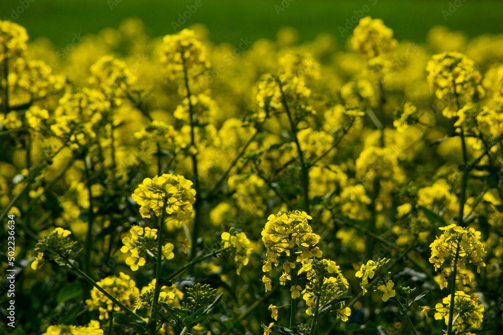 Field od blossoming oilseed rape. Selective focus. Field od blossoming oilseed rape. Selective focus.