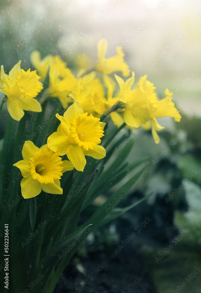Fototapeta premium Narcyze ( Narcissus) żółte wiosenne kwiaty