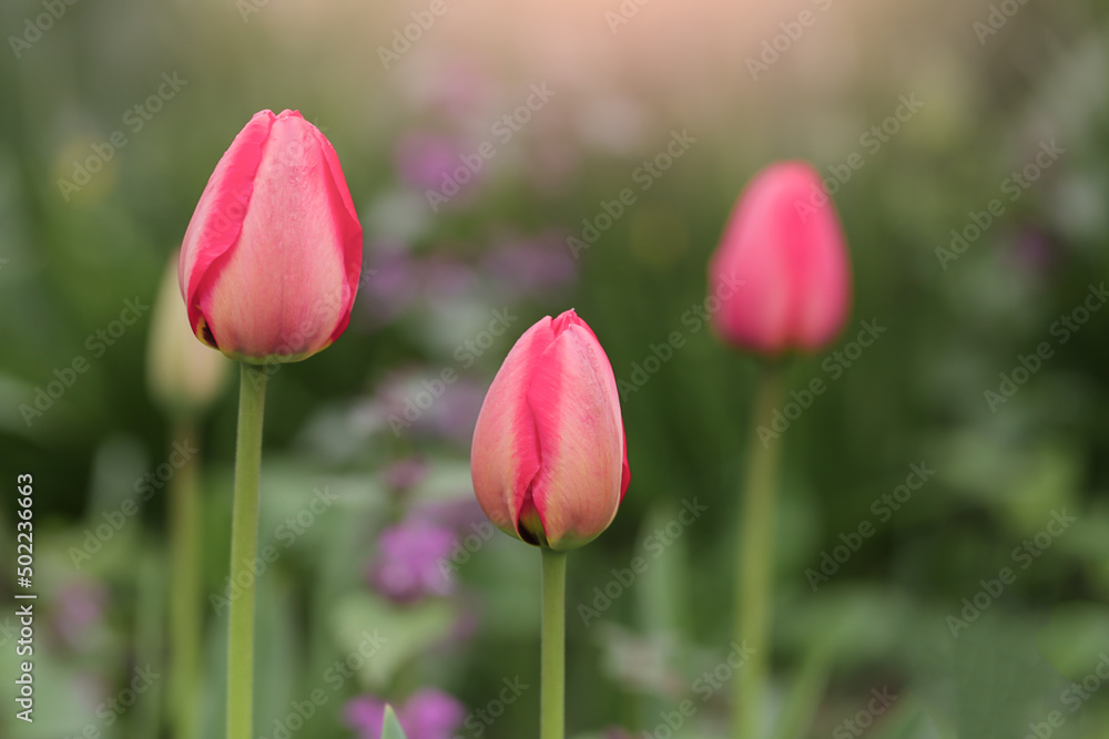 Pink Tulips on Green Background close up. Selective focus. Soft focus Pink Tulips on Green Background close up. Selective focus. Soft focus