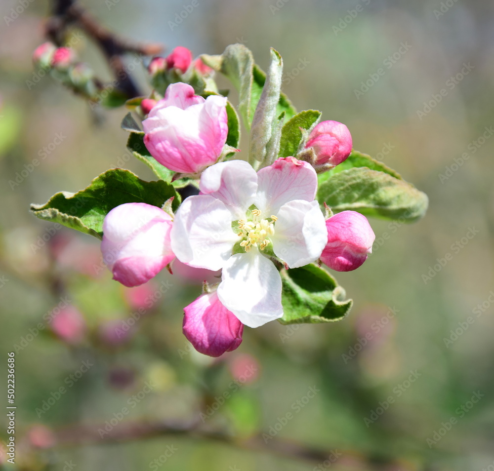 Apfelblüte in weiß und rosa in Südtirol - Hintergrund und Textur - Apfelbaumblüte - Apfelbaumblüten Apfelblüte in weiß und rosa in Südtirol - Hintergrund und Textur - Apfelbaumblüte - Apfelbaumblüten
