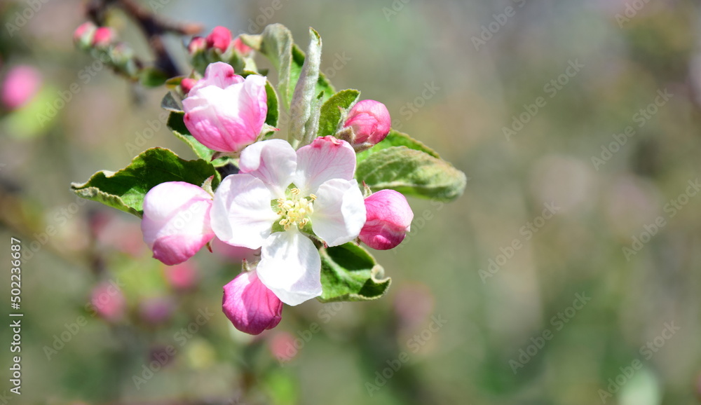 Apfelblüte in weiß und rosa in Südtirol - Hintergrund und Textur - Apfelbaumblüte - Apfelbaumblüten Apfelblüte in weiß und rosa in Südtirol - Hintergrund und Textur - Apfelbaumblüte - Apfelbaumblüten