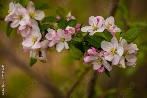 White, Rose plum and apple beautiful flowers in the tree blooming in the early spring, Branch of white cherry plum flowers at bright green background. Myrobalan plum (Prunus cerasifera) blossoming 