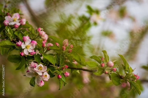 White, Rose plum and apple beautiful flowers in the tree blooming in the early spring, Branch of white cherry plum flowers at bright green background. Myrobalan plum (Prunus cerasifera) blossoming 