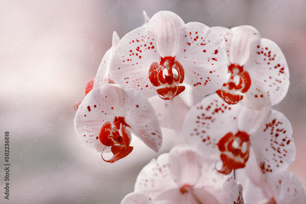 Biały pastelowy kwiat - falenopsis - obrazy, fototapety, plakaty 