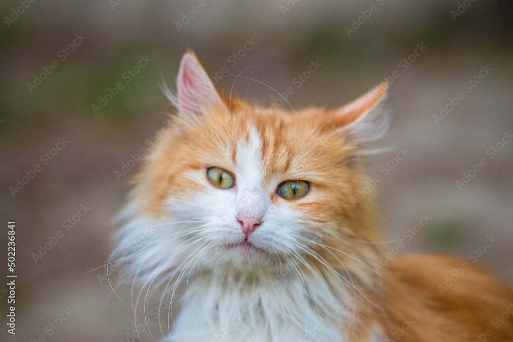 red Cat  with kind green, blue eyes, Little red kitten. Portrait cute red ginger kitten. happy adorable cat, Beautiful fluffy red orange cat lie in  grass outdoors in garden, spring dandelion