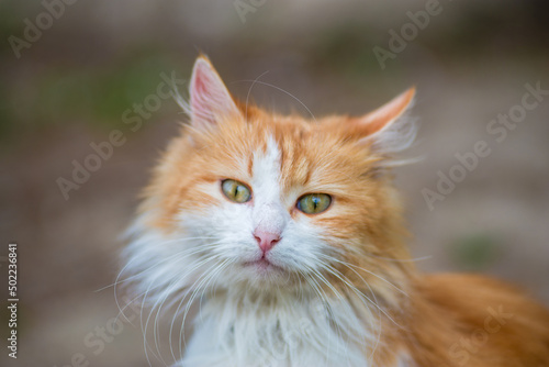 red Cat  with kind green, blue eyes, Little red kitten. Portrait cute red ginger kitten. happy adorable cat, Beautiful fluffy red orange cat lie in  grass outdoors in garden, spring dandelion © Victoria Moloman