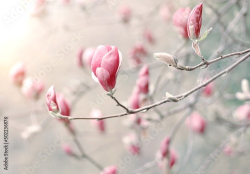 Wiosenne kwiaty Magnolia