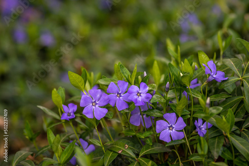 Vinca minor  common names lesser periwinkle  dwarf periwinkle  small periwinkle  common periwinkle  is a species of flowering plant native to central and southern Europe.