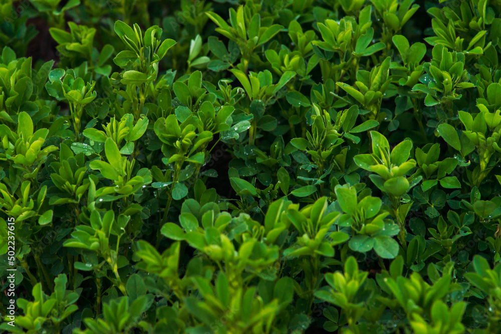 Field of alfalfa in spring. Stems with leaves of the young alfalfa on field closeup. Green field of lucerne (Medicago sativa). Field of fresh grass growing. Field of alfalfa in spring. Stems with leaves of the young alfalfa on field closeup. Green field of lucerne (Medicago sativa). Field of fresh grass growing.