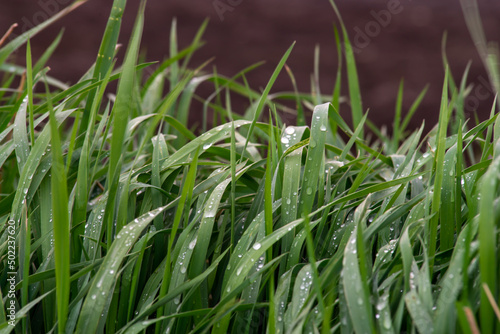 Elytrigia. Herbaceous background of juicy high green couch grass close-up. Fresh young bright grass Elymus repens beautiful herbal texture, spring. Water drops, wheatgrass sunset, rain photo