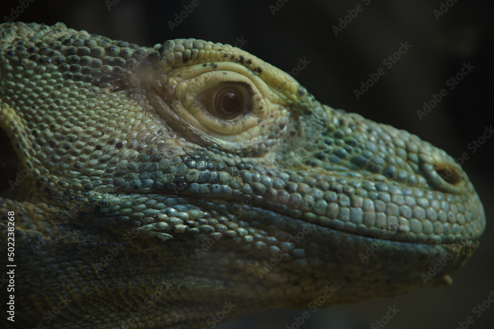 Komodo dragon, monitor lizard Komodo dragon, monitor lizard