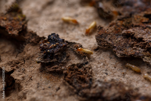 Close-up of worker termites on the wooden.Termites are eating the wood of the house.