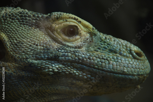 Komodo dragon  monitor lizard