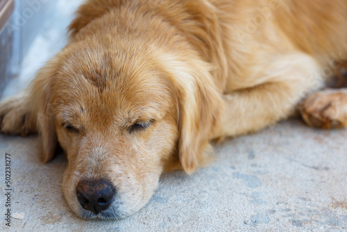 golden retriever sleeping on the cement floor