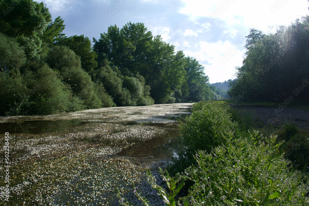 krajobraz rzeka woda kwiaty rośliny natura - obrazy, fototapety, plakaty 