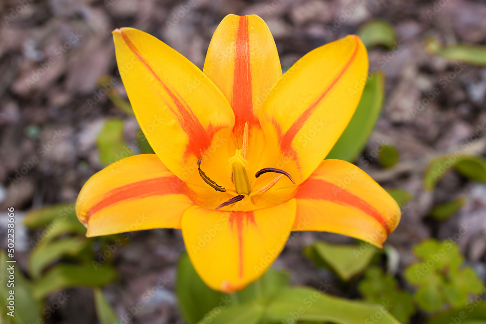 Fototapeta premium An open bud, smooth petals, pistil, stamens of an orange-yellow bright tulip from the inside. Wallpaper with a floral pattern. A greeting card. Soft focus