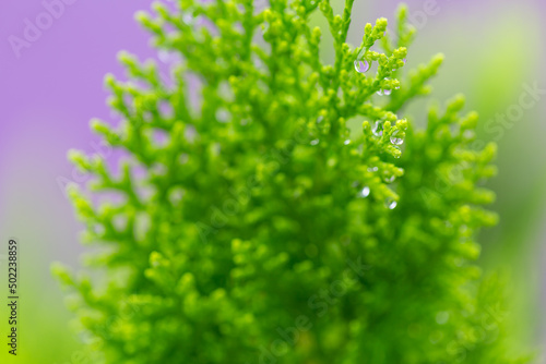 Macro of green pine branch with rain drops ,Pine needle with big dewdrops after rain