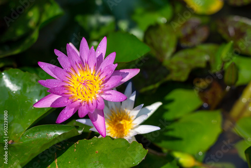 Beautiful purple lotus flower or water lily blossom with blurred green leaves as background.