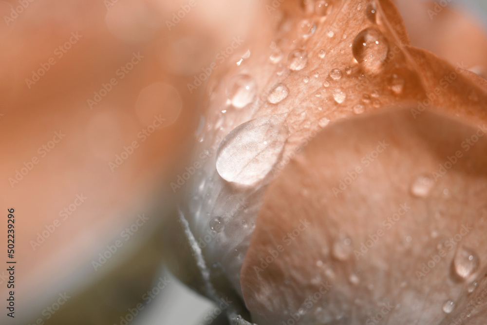 Fototapeta premium Soft focus Rose with water drops. Vintage retro style. Horizontal blur background.