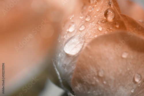 Soft focus Rose with water drops. Vintage retro style. Horizontal blur background.