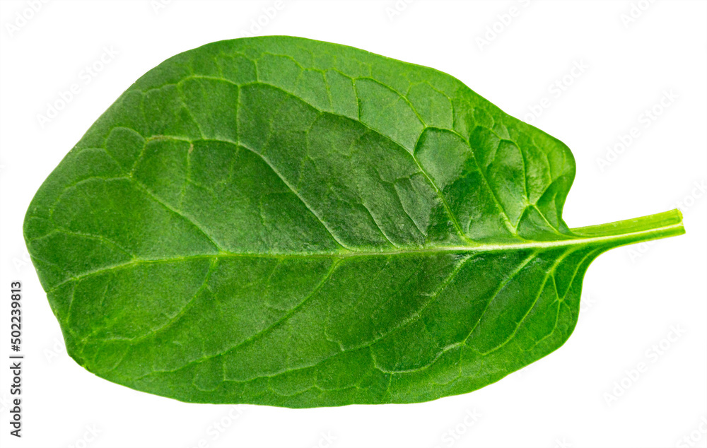 Obraz premium fresh green spinach leaf, basil on white background.