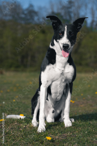 Black and White Collie Sheep Dog Working on a Farm in South Wales