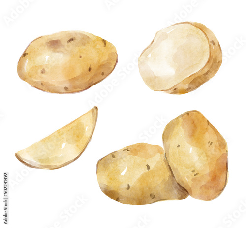 Watercolor set with cut potatoes. Hand-drawn illustration isolated on the white background