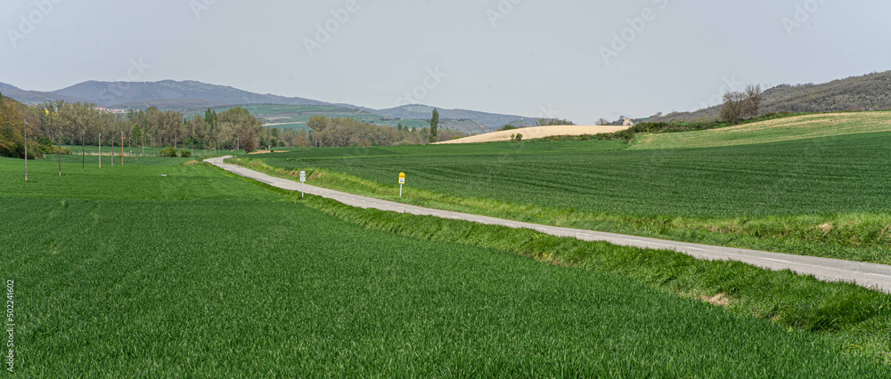 Carretera entre verdes