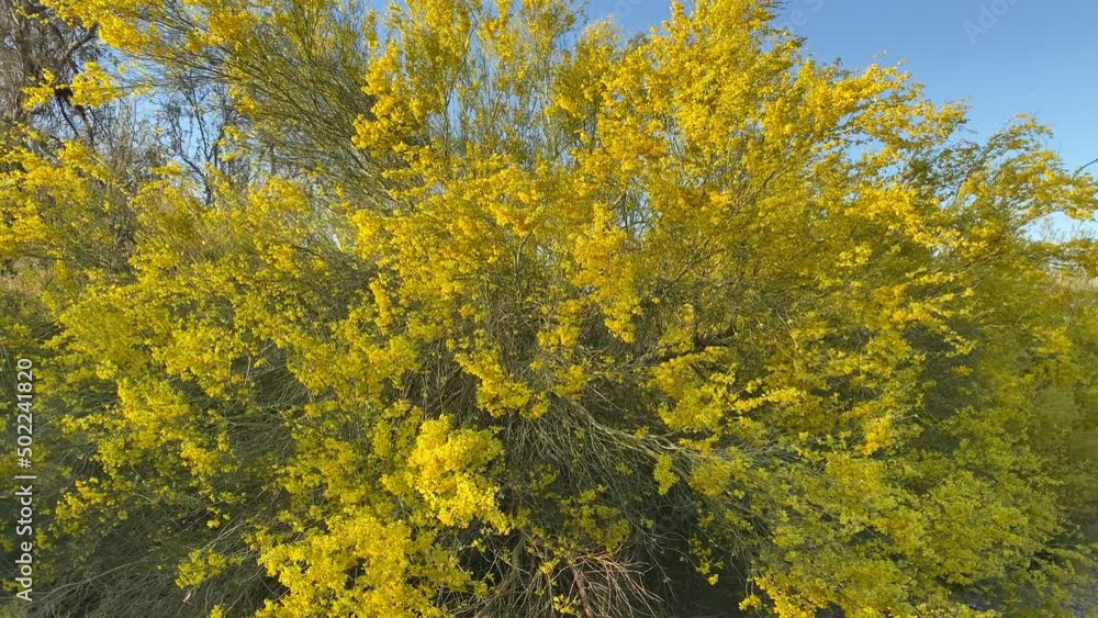 desert canyon dry riverbed yellow blooming tree bush arid sunny desert canyon dry riverbed yellow blooming tree bush arid sunny