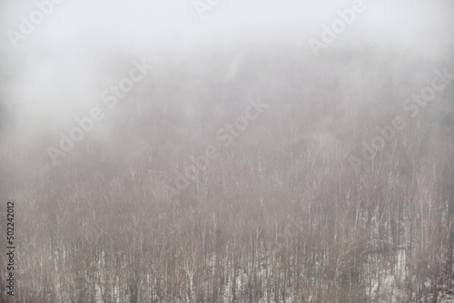 Fototapeta Naklejka Na Ścianę i Meble -  Evaporation of moisture over a winter forest with trees in the snow. Fog on snow-covered nature in a bleak landscape