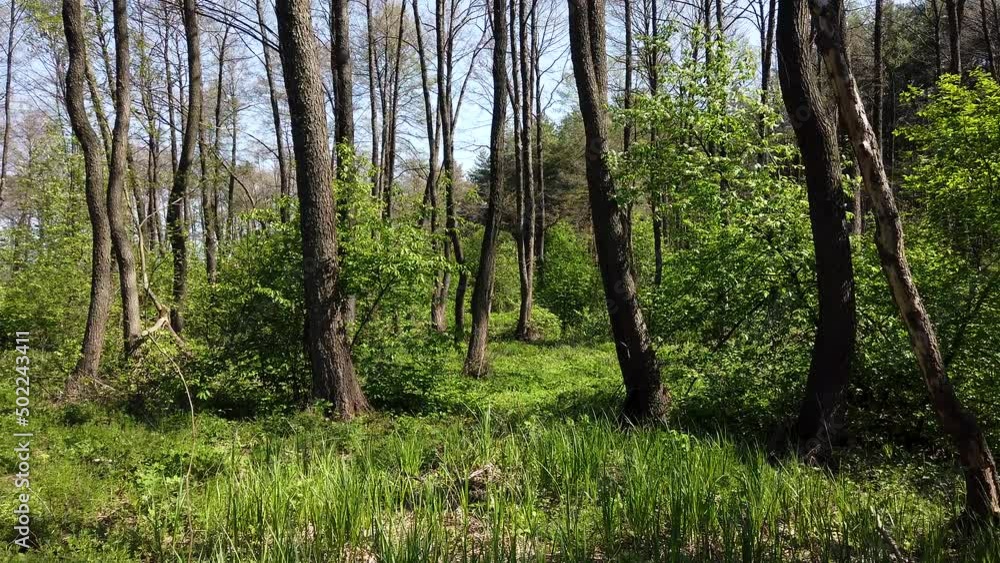 Spring forest of deciduous trees on a sunny day