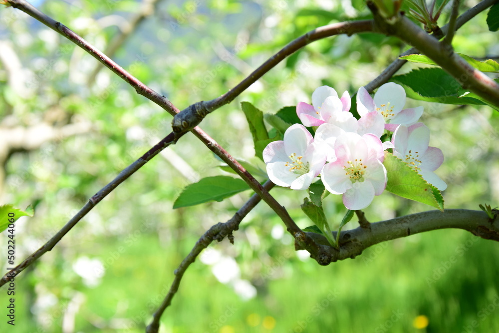 Fototapeta premium Apfelblüte in weiß und rosa in Südtirol - Hintergrund und Textur - Apfelbaumblüte - Apfelbaumblüten 
